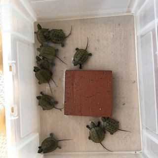 全ての里親が決まりました。ありがとうございました。