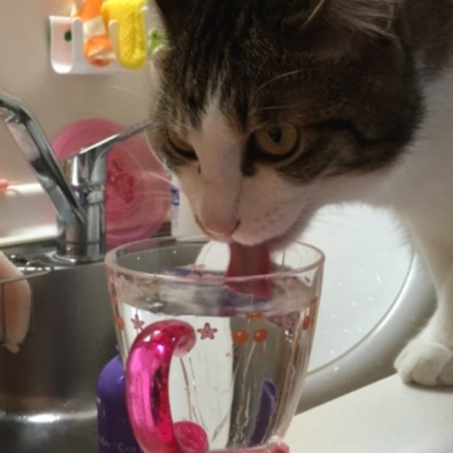 ゆまゆまむぎのカバー写真