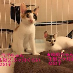 岡山より　不幸な犬猫をつくらない会　犬猫譲渡会 サムネイル2