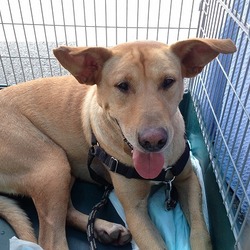 岡山より　不幸な犬猫をつくらない会　犬猫譲渡会 サムネイル3