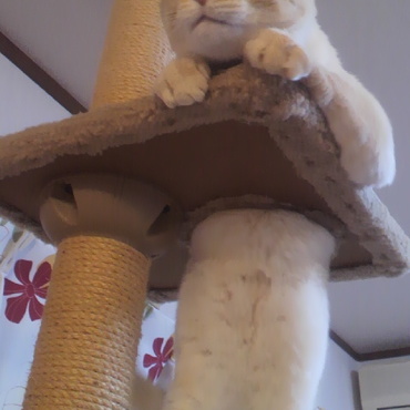 なんだか、抜け出せないにゃん