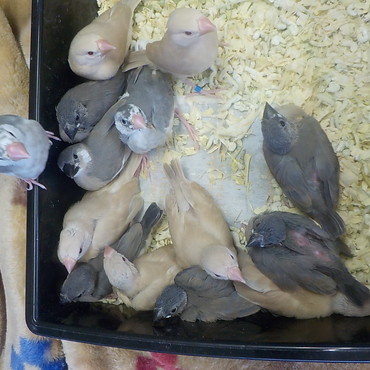 いっぱい生まれました。