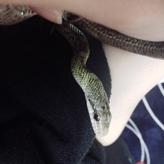 アオダイショウ  