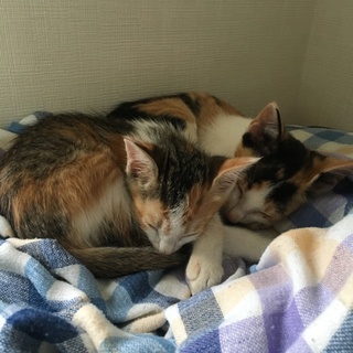 仲のいい姉妹です！