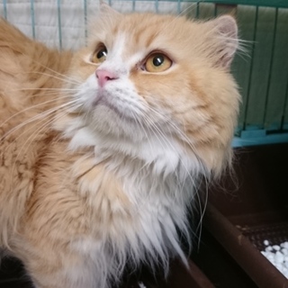 スコF★マロン★男の子・半折耳・長毛・４歳