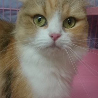 応募多数のため、いったん募集停止いたします。