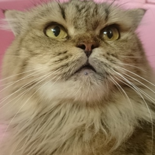 スコF☆とらとら☆女の子・半折耳・6歳・長毛