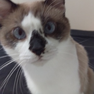 人懐っこいおとこのコの里親募集です‼