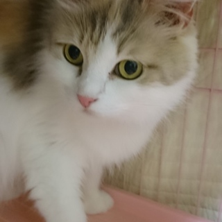 ラガマフィン☆シラン☆女の子６歳