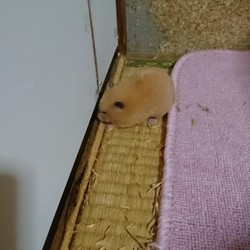 かじり過ぎです