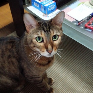 血統証付き、４０万したベンガルのオス里親募集中