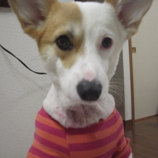 コーギー　女の子　6歳