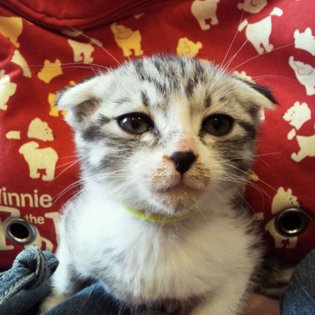 ふりにゃん家のカバー写真