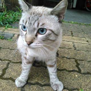 美形の人懐こい男の子です。