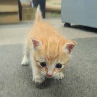 生後２週間,去勢手術代は援助します!!