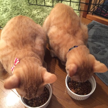 ご飯美味しいね！