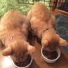 ご飯美味しいね！
