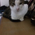 多頭飼育