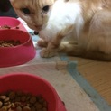 多頭飼育