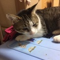 多頭飼育