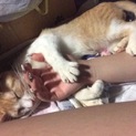 多頭飼育