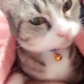 多頭飼育