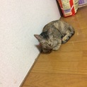 多頭飼育
