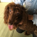 譲ります ダックス 女の子♪