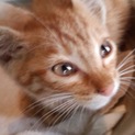 最後まで飼って下さる方募集