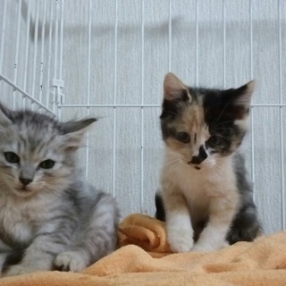 フワフワ、モコモコの美人姉妹。お見合い予定です