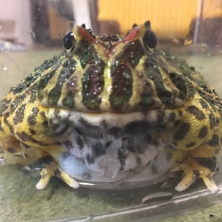 ■ベルツノガエル・男の子2■