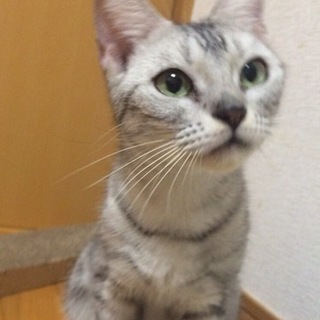 べったりアメショ