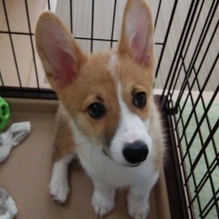 ３ヶ月の元気なコーギーです。