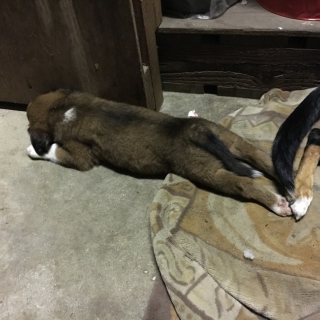 たゆちゃんのカバー写真