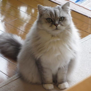 ご縁があって里親さんが決まりました。