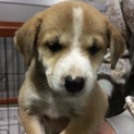 子犬、生後約2ヶ月♀