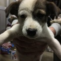 子犬、生後約2ヶ月♀