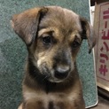 子犬、生後約2ヶ月♀