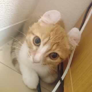 【急募】アメリカンカール子猫里親