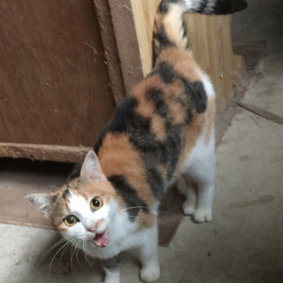 【期限10月末】飼い主死去により残された7匹猫