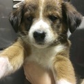 子犬、生後約2ヶ月♀