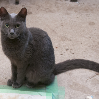 【期限10月末】飼い主死去により残された7匹猫