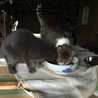 【期限10月末】飼い主死去により残された7匹猫 サムネイル5