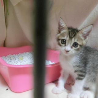 【航平】殺処分されるところでした。