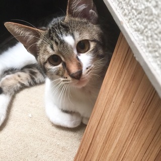 飼いやすい！甘えん坊の男の子【去勢してお届け】
