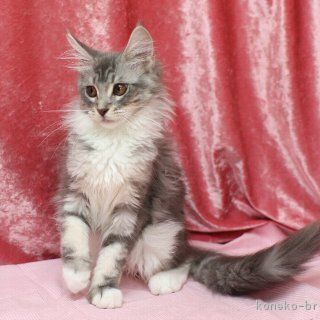 助けてください！里親急募