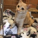 生後半年避妊済み！！人も猫も大好き茶トラちゃん