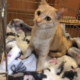 生後半年避妊済み！！人も猫も大好き茶トラちゃん