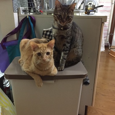 『蓋つきゴミ箱反対〜！』『僕達にチャンスを〜！』って、ゴミ箱デモ中の2匹。フード増量するのでゴミ捨てさせて下さい(>_<)