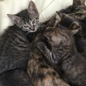 本気で飼える方募集してます！